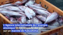 Japon: l'AIEA inspecte des poissons sur un marché de Fukushima