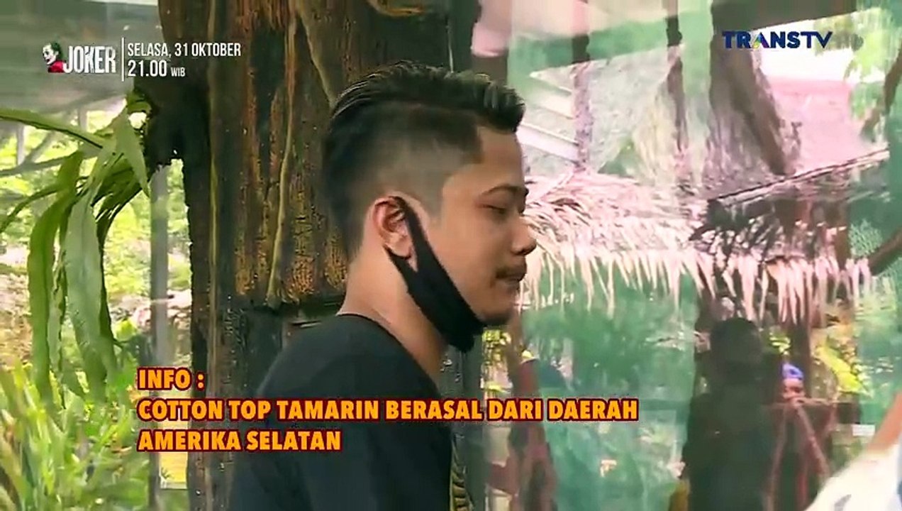 SAFANA 31 (Rerun)
