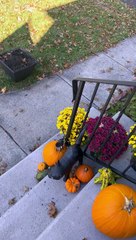 Les chats domestiques réagissent à la décoration d’Halloween