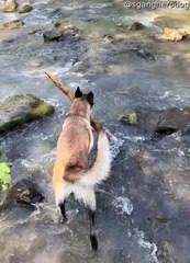 Le Malinois belge perd le bâton face à la rivière