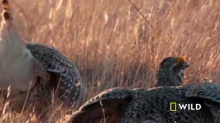 Sharp-tailed grouse have a dance battle in the Badlands ｜ America's National Parks
