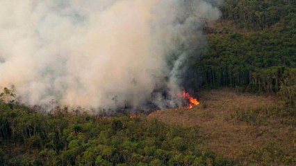 What if We Lost The Amazon Rainforest?