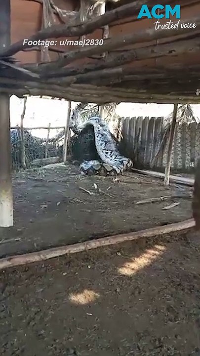 Giant python eats whole cow alive