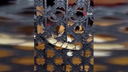 Bahçe kapısına dolanan pitonu görenler gözlerine inanamadı