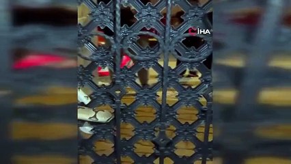 Ceux qui ont vu le python enroulé autour de la porte du jardin n’en ont pas cru leurs yeux.