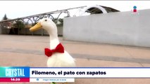 Conoce a Filomeno, el pato con zapatos