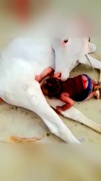 Baby And Cow Reaction Viral Video|Viral Reels Video|Viral Tik Tok video#Animalsvideo