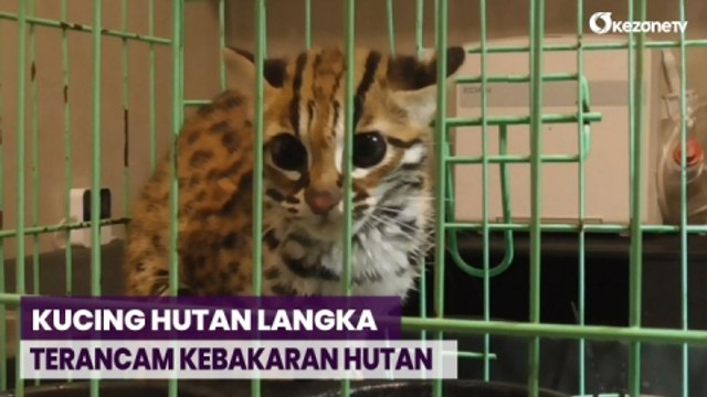 Diduga akibat Kathutla, Kucing Hutan Langka Terjebak di Permukiman Warga