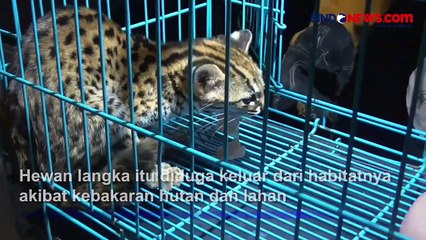 Kucing Hutan Langka Terjebak di Permukiman Warga Palangka Raya, Diduga akibat Karhutla