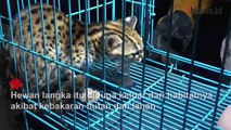 Kucing Hutan Terjebak di Permukiman Warga, Diduga akibat Karhutla