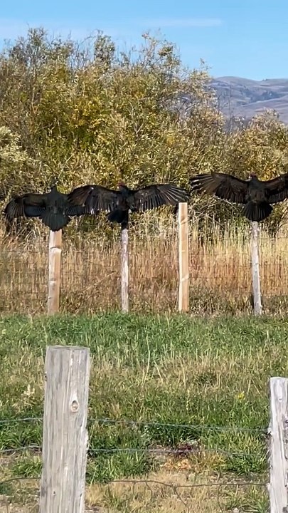 Hallowed Wings