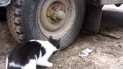 Tom and Jerry - Russian edition - The suspence is killing me!  Tom And Jerry Cartoons