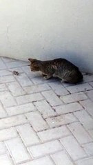 Tom and Jerry: Classic Animated Cartoons