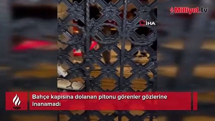 Bahçe kapısına piton dolandı! 'Böyle bir şey görmedim'