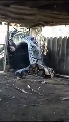  Impresionante pitón reticulada gigante es captada en una vivienda de la India