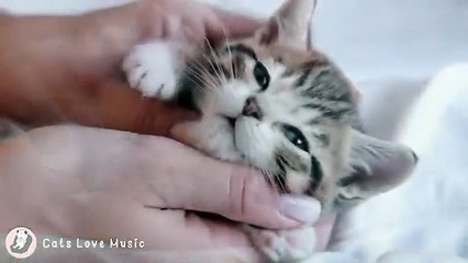 Calming Piano for you and your cat, Stress Relief  12 hours of music that cats love