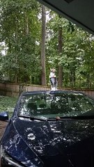 Cat Tries Out Acrobatics