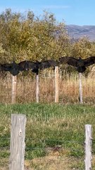 Hallowed Wings