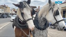 Take a ride inside the Beechworth horse-drawn carriage
