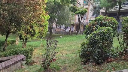 If you sit in this park, tens of cats will gather around you.