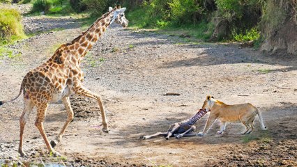 Intense Battle Between Lioness & Giraffe Over Her Newborn Baby