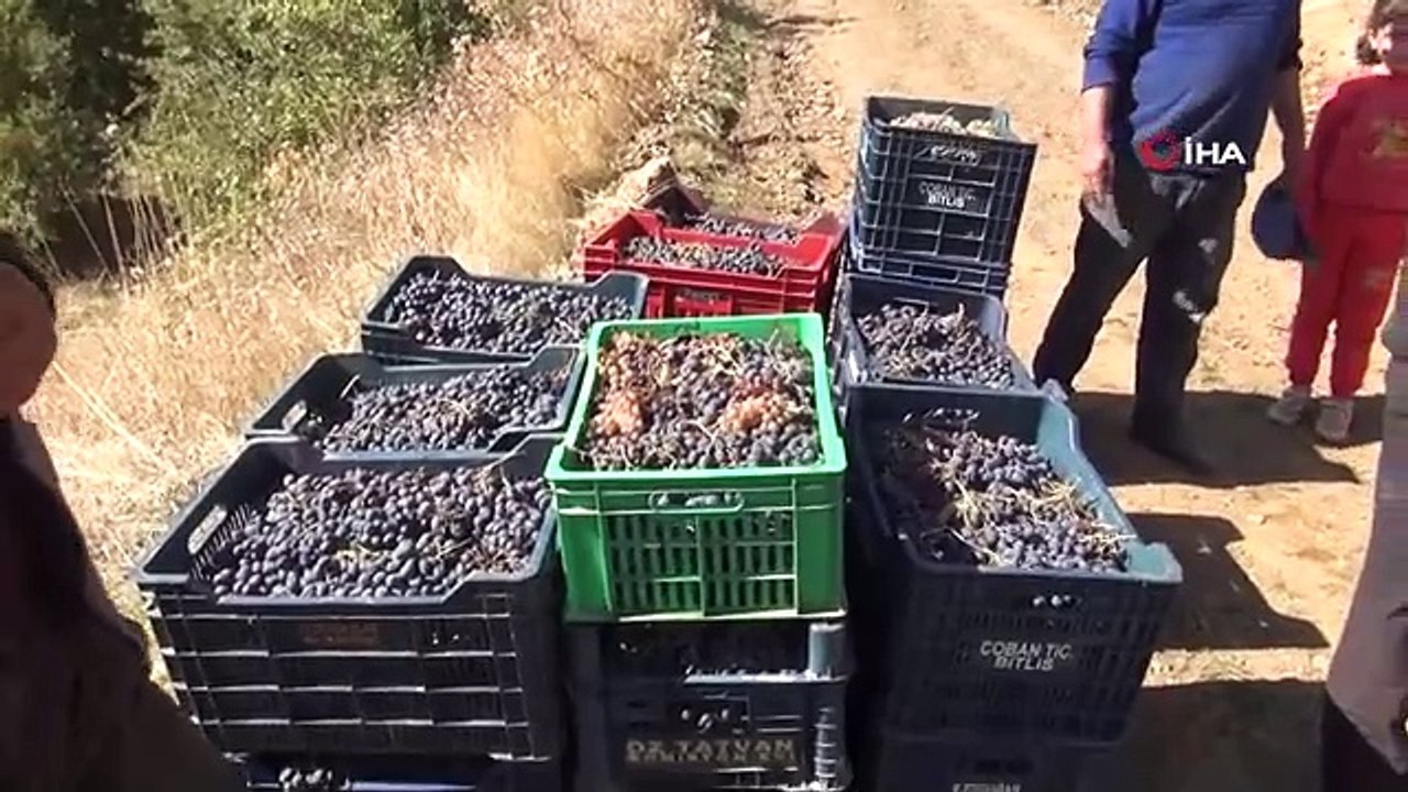 Bitlis'te Geleneksel Yöntemlerle Üzüm Pekmezi Üretimi Devam Ediyor