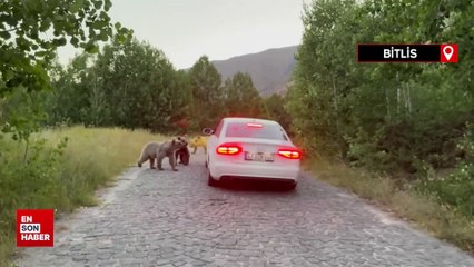 Nemrut’taki ayılar bu kez de araçların yolunu kesti