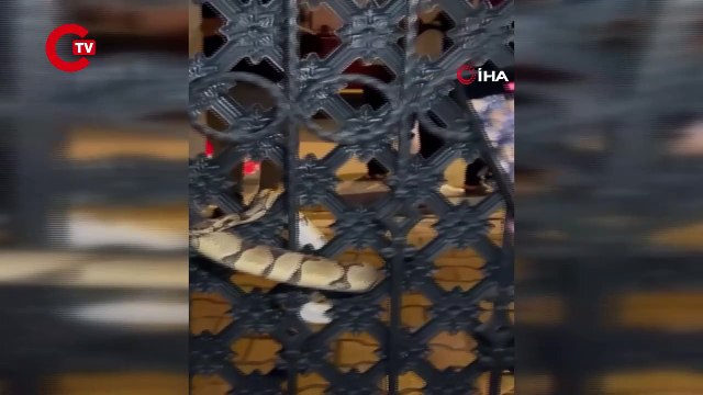 Antalya'da korku dolu anlar... Bahçe kapısına dolanan pitonu görenler gözlerine inanamadı