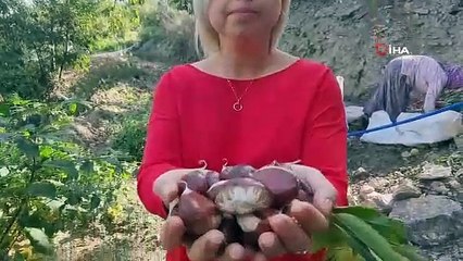 İzmir'de kestane hasadı başladı! Komando gibi ağaçlara tırmanıp günlük 2 bin TL kazanıyorlar
