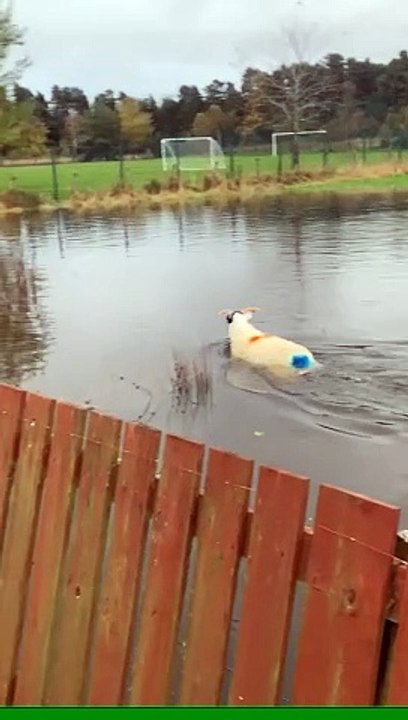 Sheep having fun in puddle!