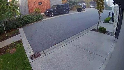 "Congelado de medo". Urso aparece em bairro nos EUA e corre até menino