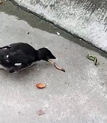 Un oisillon essaie de manger un ver
