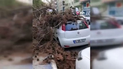Çürük ağaç otomobilin üzerine devrildi