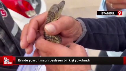 İstanbul'da evinde yavru timsah besleyen bir kişi yakalandı