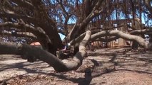Dos emblemáticos árboles sobreviven a los terribles incendios de Hawai de este verano