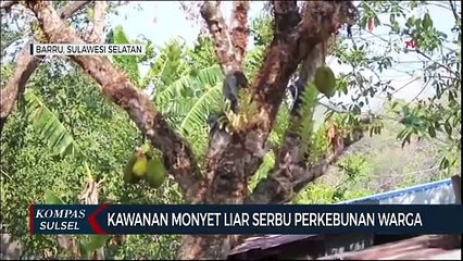 Kawanan Monyet Liar Serbu Perkebunan Warga