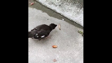 Ce bébé oiseau n'est pas encore prêt pour la vie d'adulte