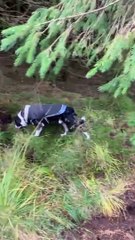 La tempête Babet soulève la forêt en Ecosse