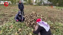 Yüksekova’da 30 yıl aradan sonra yeniden hasat İlk ekimde tonlarca ürün...