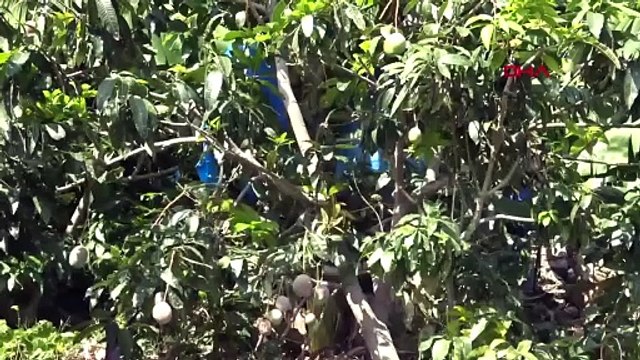 Bahçesine ektiği 12 ağaçtan 200 bin lira gelir elde etti