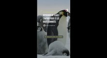 Royaume de glace : l'Antarctique et les hauts sommets