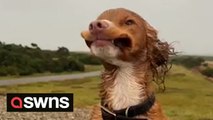Man captures the moment his puppy braves the winds during storm Babet