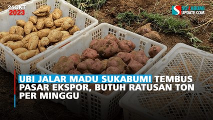 Ubi Jalar Madu Sukabumi Tembus Pasar Ekspor, Butuh Ratusan Ton per Minggu