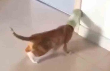 Hauskat videot: yritä olla nauramatta näille kömpelöille kissoille