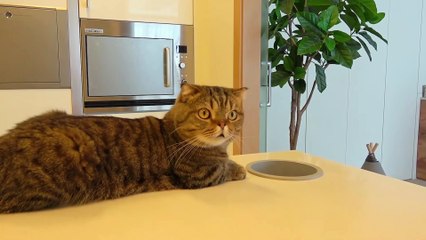 There’s a LuLu Hole in My Kitchen! | Kittisaurus