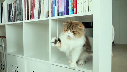 LuLu Is the Best! | Kittisaurus