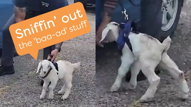 Forget Police Dogs, Have You Ever Seen a Police GOAT?