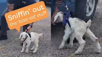 Forget Police Dogs, Have You Ever Seen a Police GOAT?