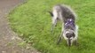Dog with a zoomies fit tries to catch its own tail *Hilarious*