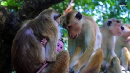 National Geographic - Italian Wildlife  - New Documentary HD 2018